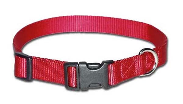 Dog and Cat Collars