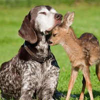 Pet and Wildlife